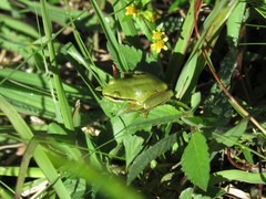Hyla walkeri