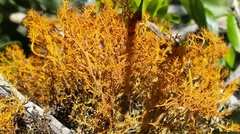 Teloschistes inflatus