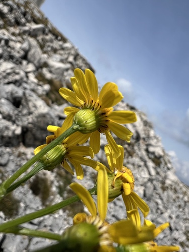 rock ragwort (Senecio rupestris)