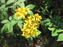 Bidens reptans