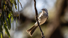 Plectorhyncha lanceolata