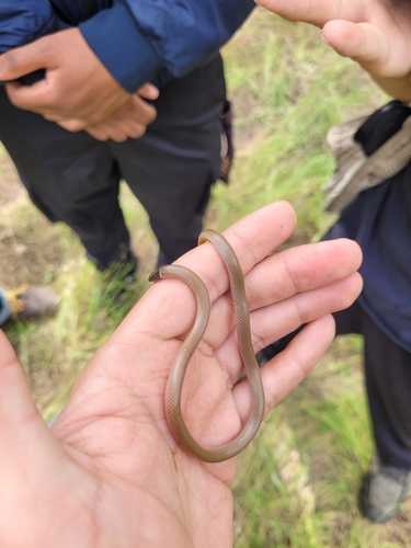 Western Black-headed Snake