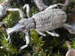 Anagotus