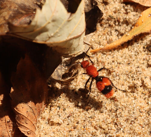 Common Eastern Velvet Ant