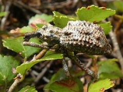 Anagotus helmsi