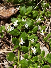 Scaevola hookeri
