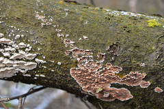 Cylindrobasidium evolvens