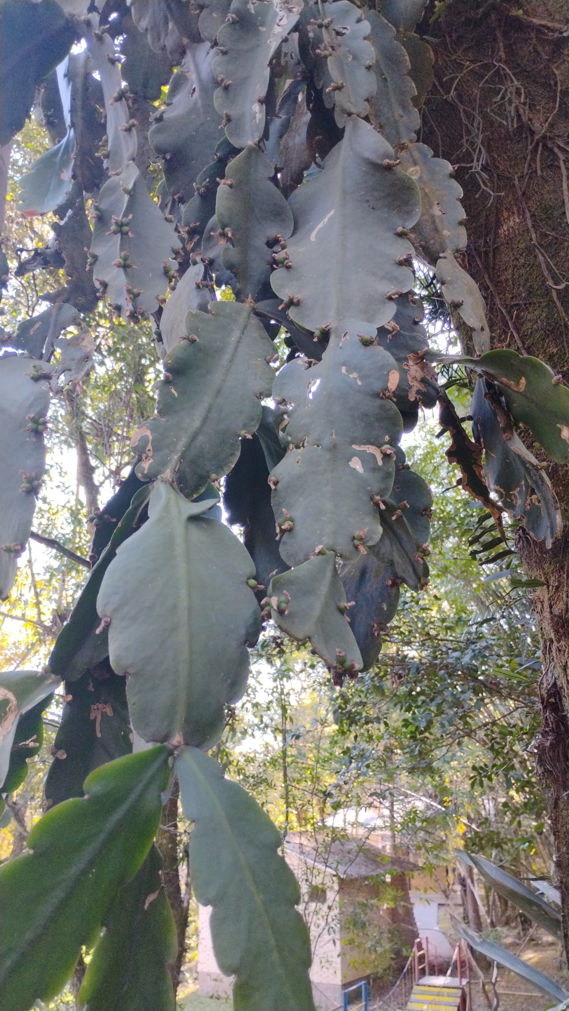 Rhipsalis pachyptera