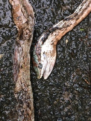 Thelotornis capensis