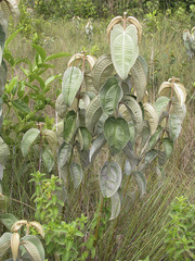 Miconia albicans