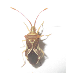 Cletoliturus lituripennis