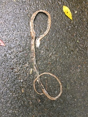 Thelotornis capensis