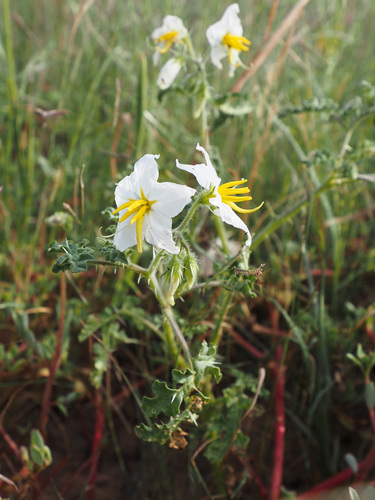 Valentine Horsenettle (Solanum cordicitum)