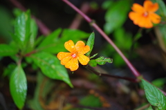Impatiens hawkeri