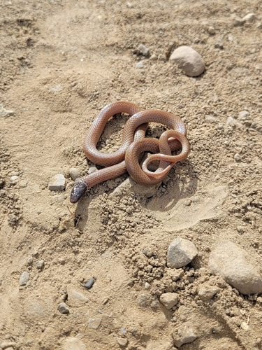 Western Black-headed Snake