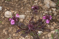 Pedicularis rostratocapitata