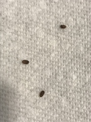 Bostrichoidea