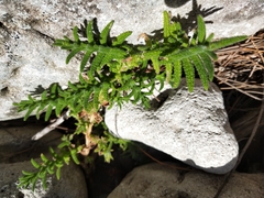 Chloanthes stoechadis
