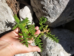 Chloanthes stoechadis