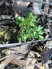 Xanthosia dissecta