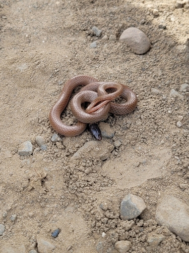 Western Black-headed Snake