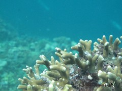 Porites cylindrica