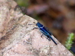 Ripipteryx