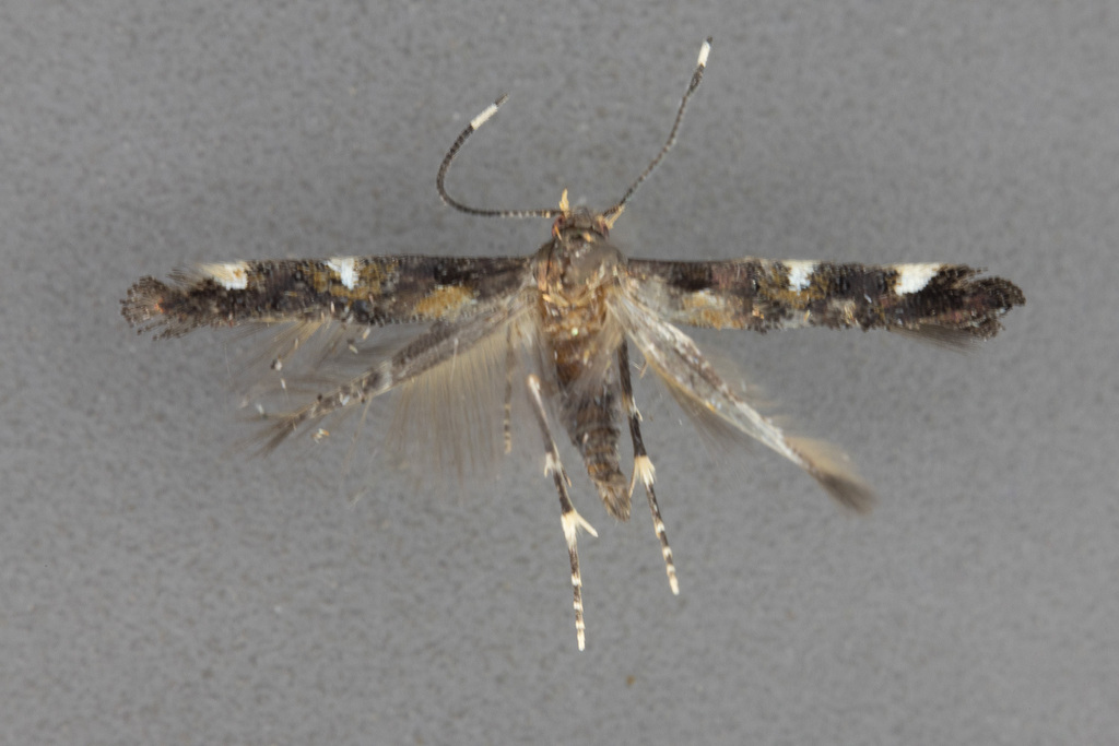Mompha cleidarotrypa