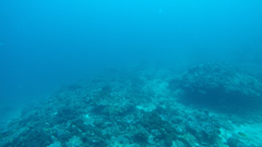 Epinephelus fuscoguttatus