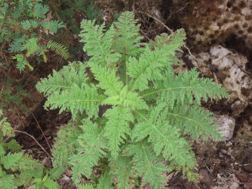 Scalesia helleri, photograph 3