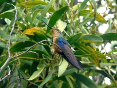 Pterophanes cyanopterus