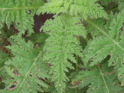Scalesia helleri, photograph 4