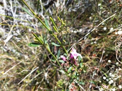 Boronia barkeriana