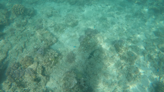 Platycephalidae