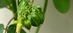 Lavender Sorrel