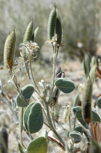 Durango Senna