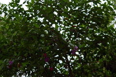 Andesanthus lepidotus