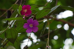 Andesanthus lepidotus