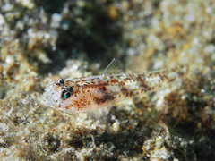 Kuna Goby photo 3
