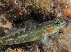 Venezuelan Goby photo 2