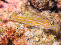 Pallid Goby photo 5