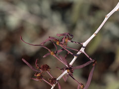 Acacia inaequilatera