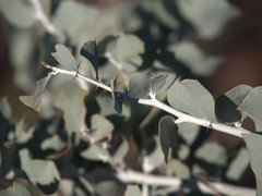 Acacia inaequilatera