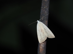 Rivula aequalis