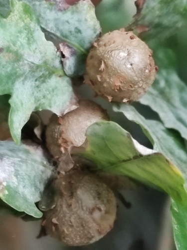 Cola Nut Gall Wasp, Bunnik, Nederland, photo 9 of 10