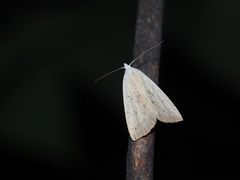 Rivula aequalis