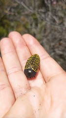 Stigmodera macularia