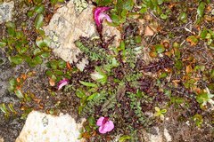 Pedicularis kerneri