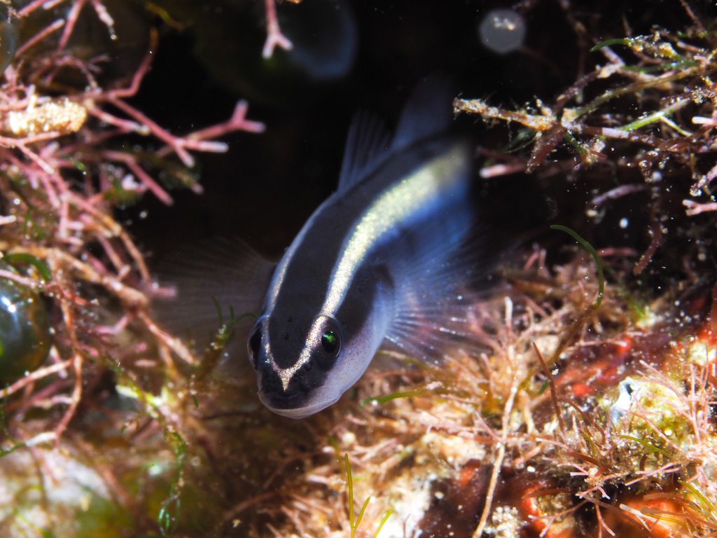 Broadstripe Goby