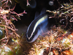 Broadstripe Goby photo 1